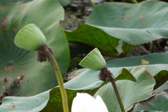 Nelumbo nucifera